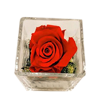 Rosa Preservada en Cubo 